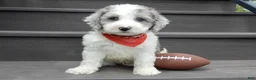 Sheepadoodle dogs for sale: Barney-MEDIUM - Ad 2