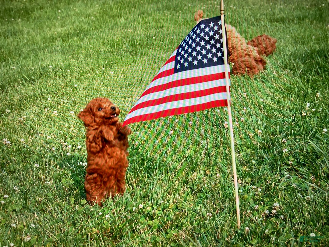 Toy Poodle dogs for sale: Toy Poodle Puppy 4 - Ad 7