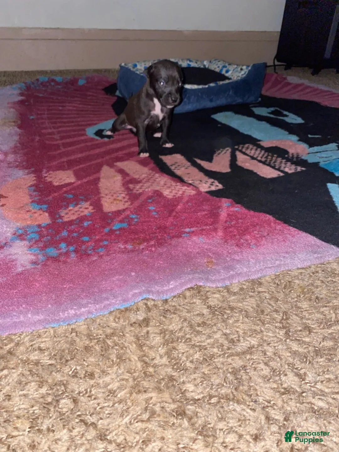 Mixed Breed dogs for sale: Boy 7 - Ad 1