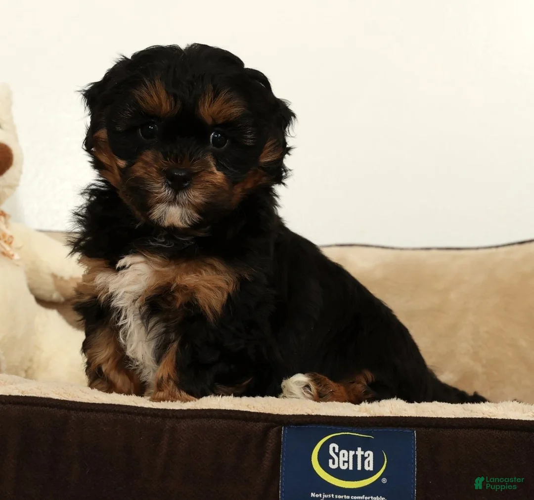 Shihpoo dogs for sale: Shane - Ad 3
