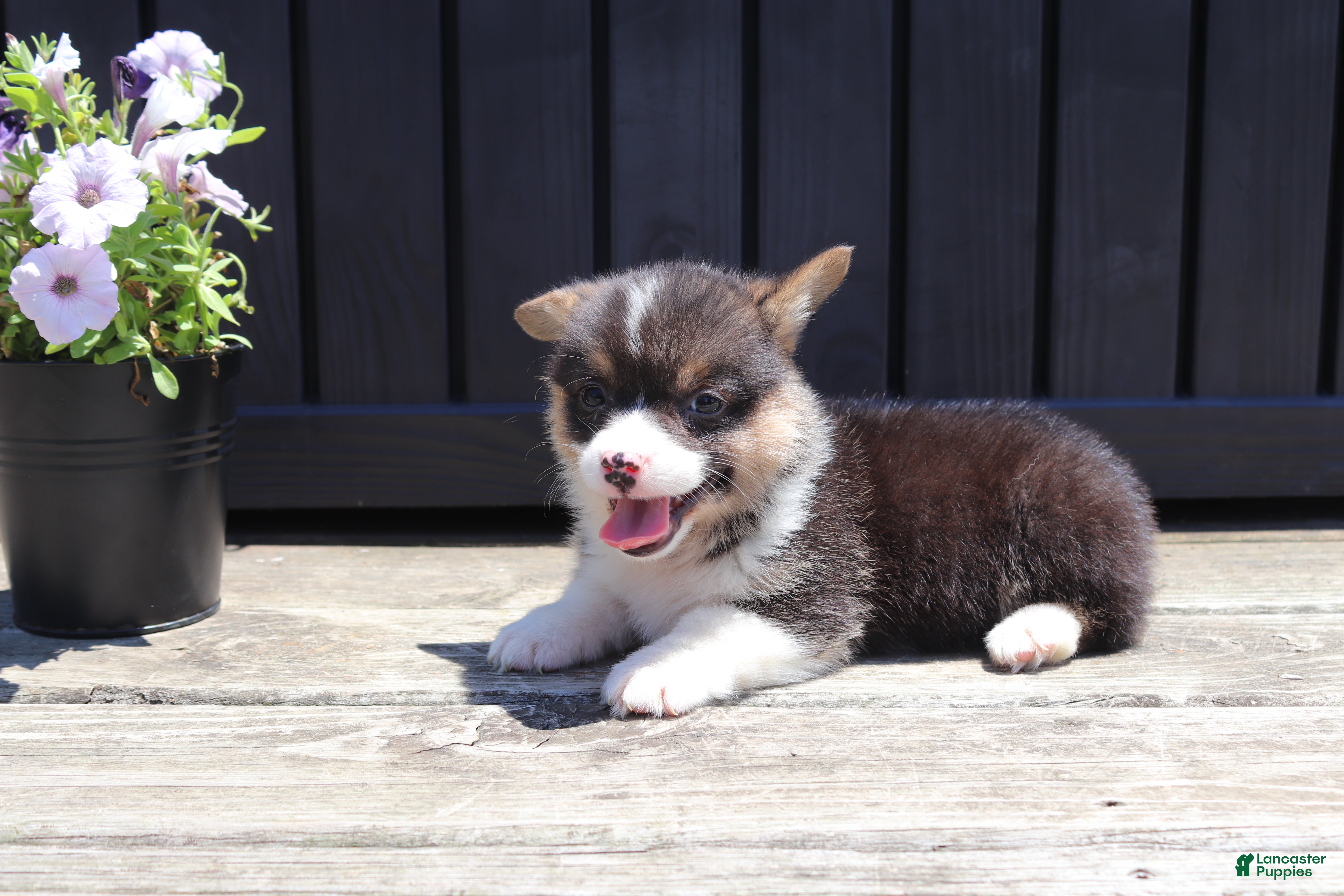 Welsh Corgi Pembroke dogs Ivy - Ad 2