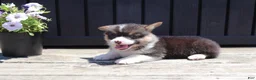 Welsh Corgi Pembroke dogs for sale: Ivy - Ad 2