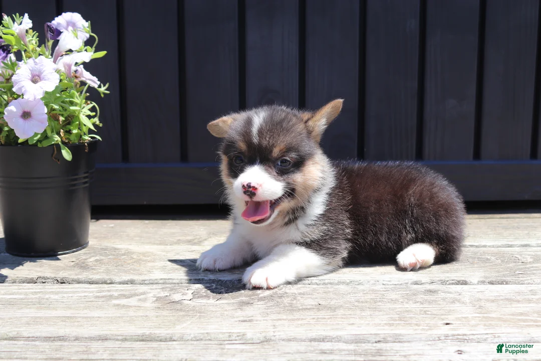 Welsh Corgi Pembroke dogs for sale: Ivy - Ad 2