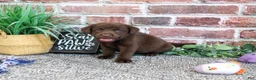 Labrador Retriever dogs for sale: Tootsie - Ad 2