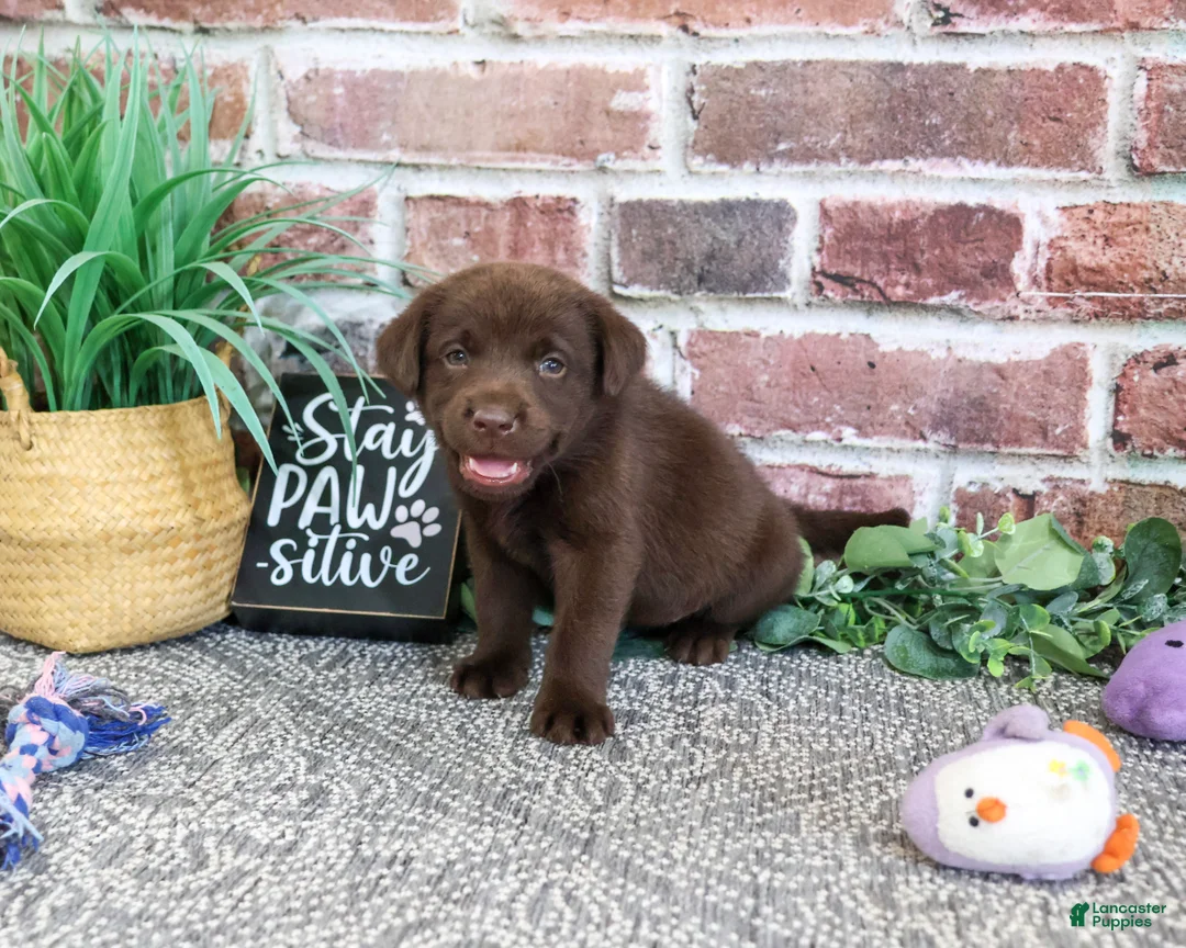 Labrador Retriever dogs for sale: Tootsie - Ad 2