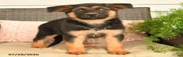 German Shepherd dogs for sale: Sabrina - Ad 2