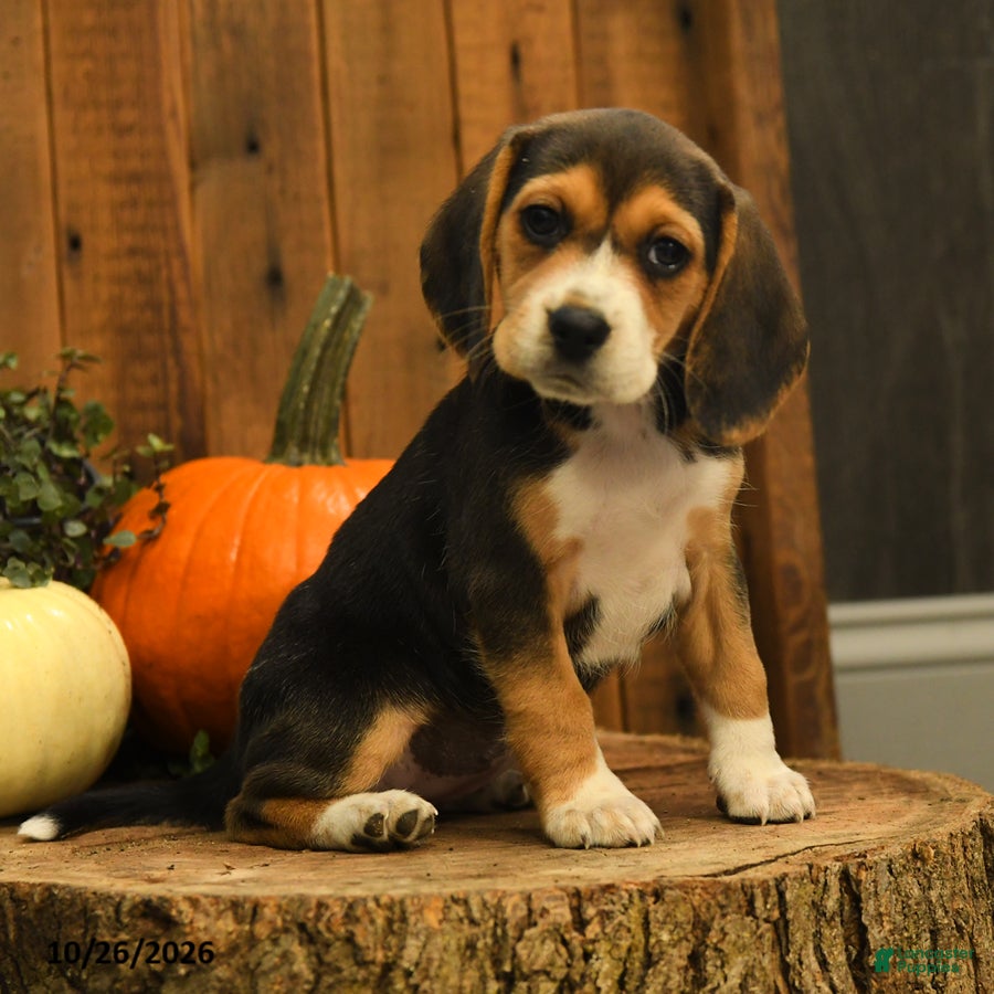 Beagle dogs for sale: Snickers - Ad 1