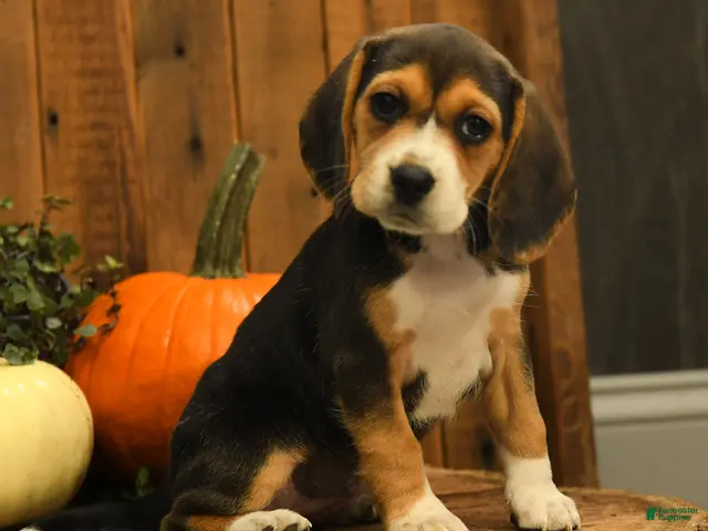 Beagle dogs for sale: Snickers - Ad 1
