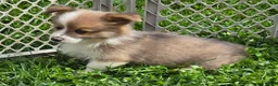 Welsh Corgi Pembroke dogs for sale: Dazzling Danny - Ad 20