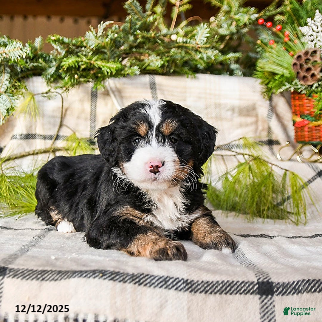 Mini Bernedoodle dogs for sale: Mindy - Ad 4
