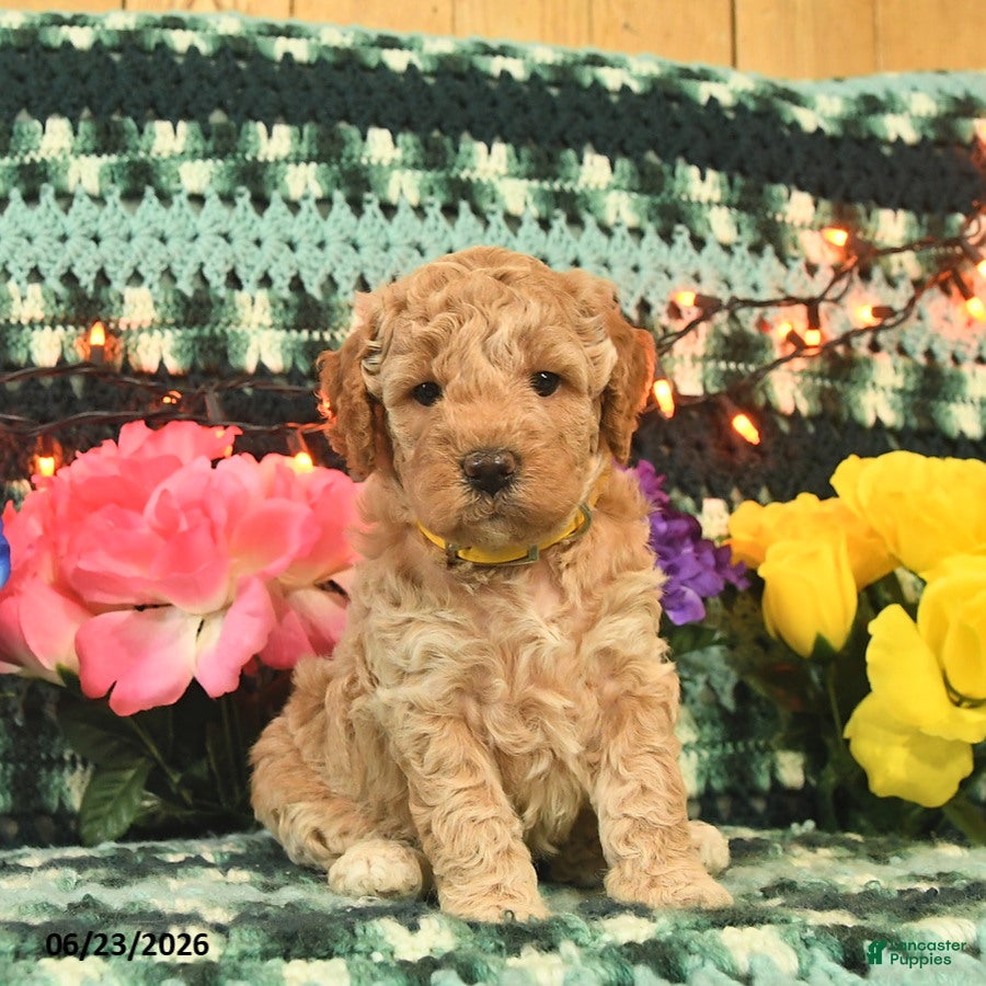 Mini Goldendoodle dogs Goldilocks  - Ad 2