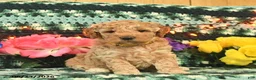 Mini Goldendoodle dogs for sale: Goldilocks  - Ad 2