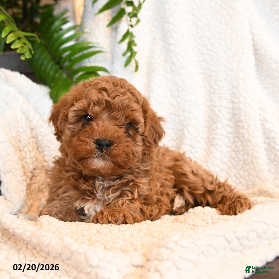 Cavapoo dogs Ollie - Ad 2