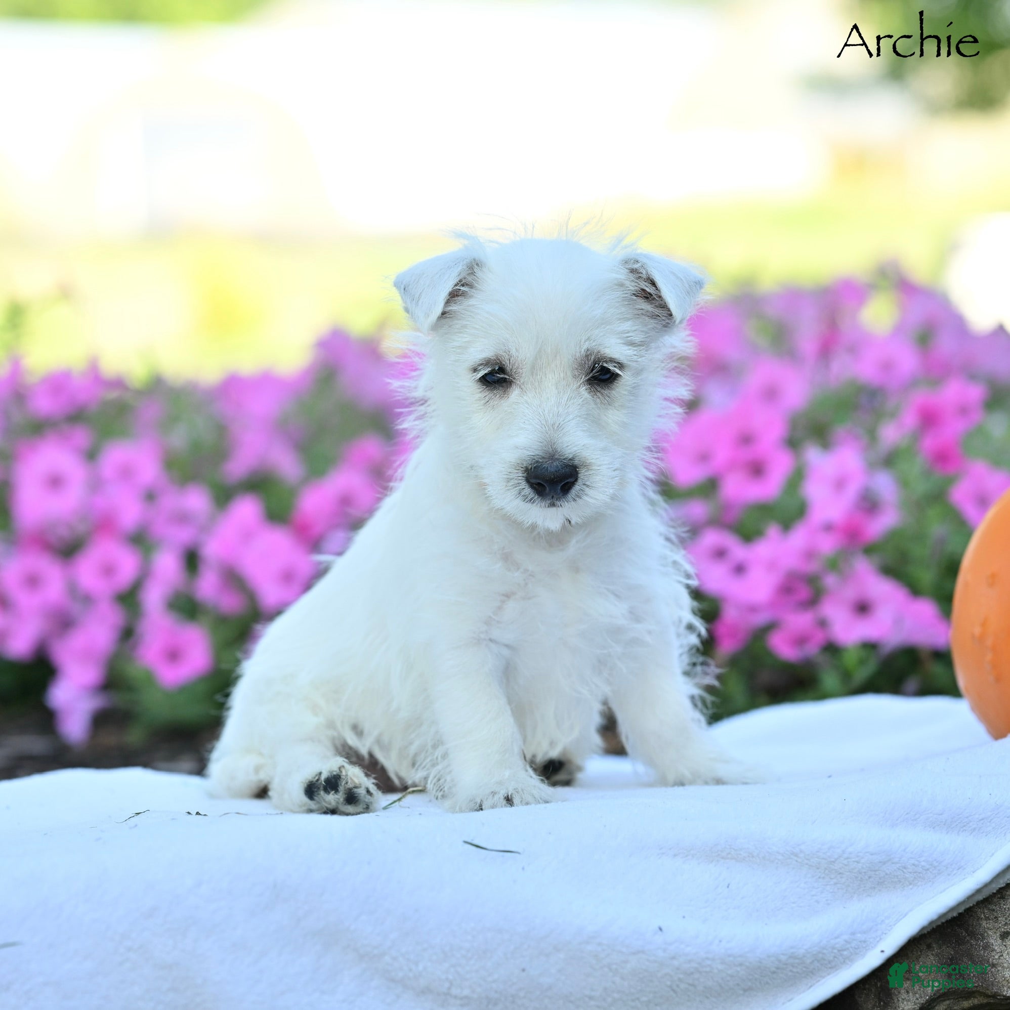 West Highland Terrier dogs Archie - Ad 2