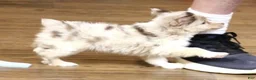 Toy Australian Shepherd dogs for sale: TRAVIS - RED MERLE - Ad 3