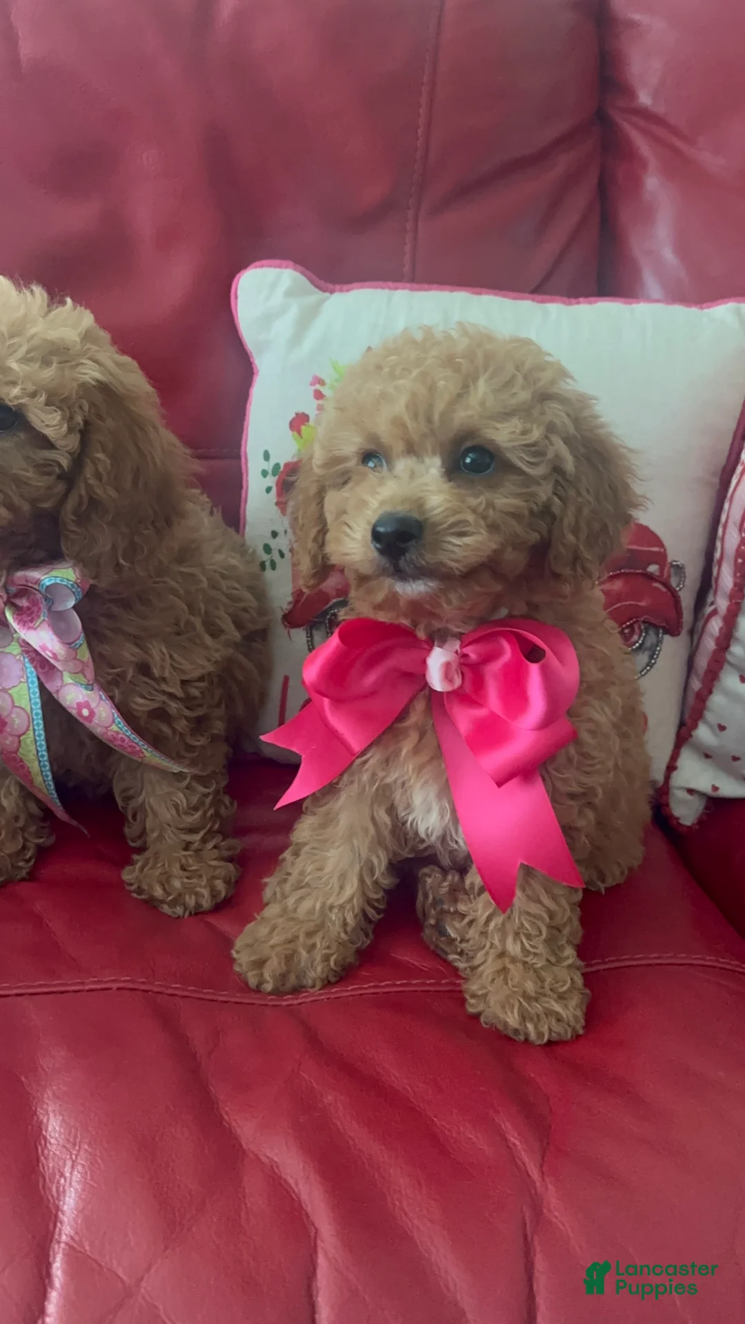 Miniature Poodle dogs for sale: Miniature Poodle 3 - Ad 2
