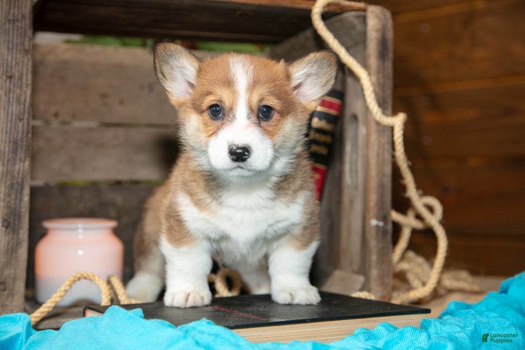 Welsh Corgi Pembroke dogs for sale: Eeyore - Ad 1