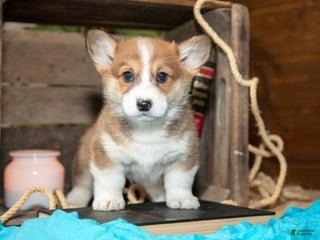 Welsh Corgi Pembroke dogs Eeyore - Ad 17