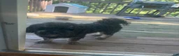 Mixed Breed dogs for sale: Prince - Ad 10