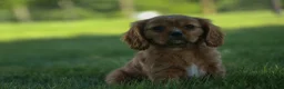 Cavalier King Charles Spaniel dogs for sale: Ford 💙 - Ad 16