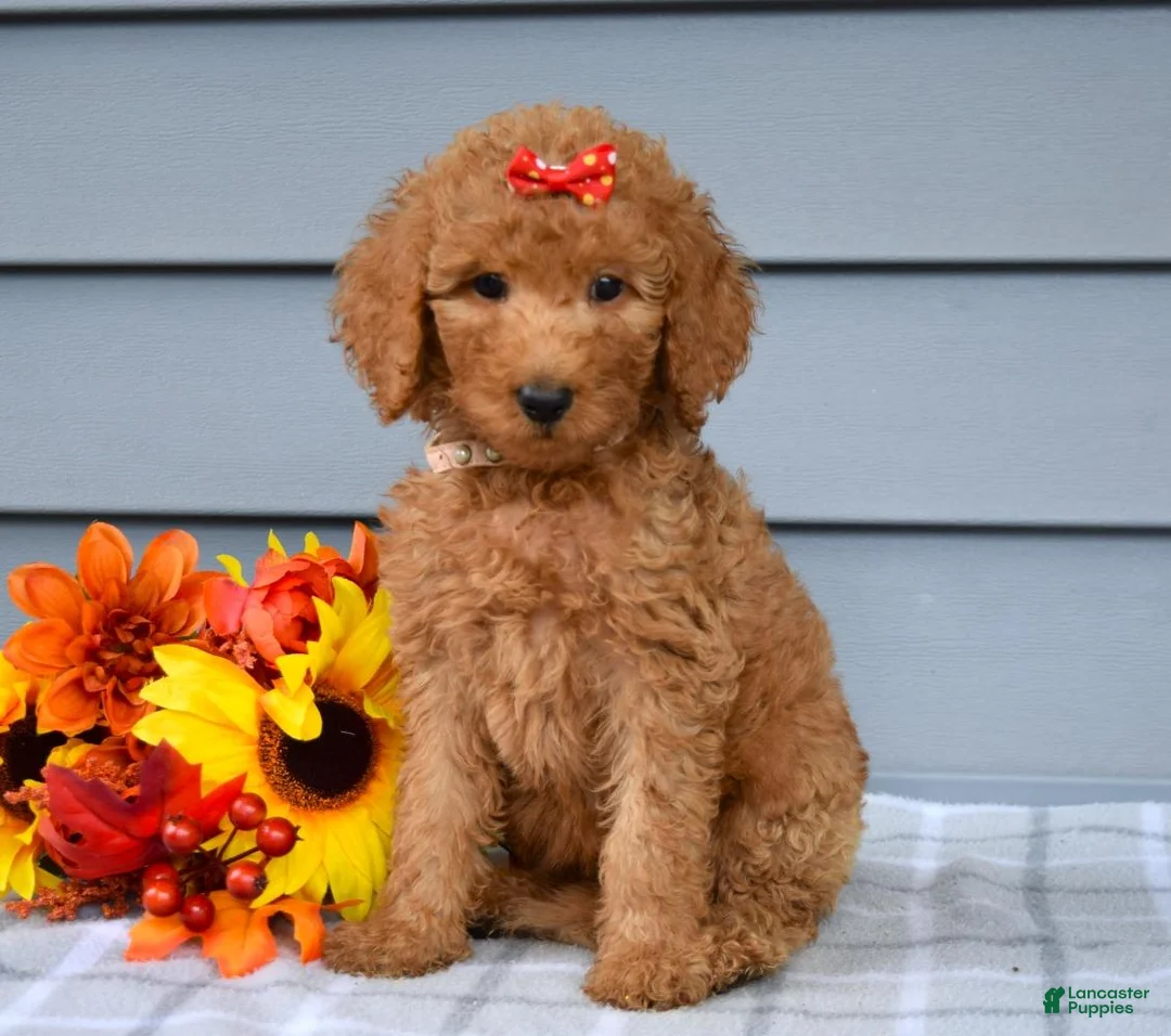 Goldendoodle dogs for sale: Oaklyn - Ad 9