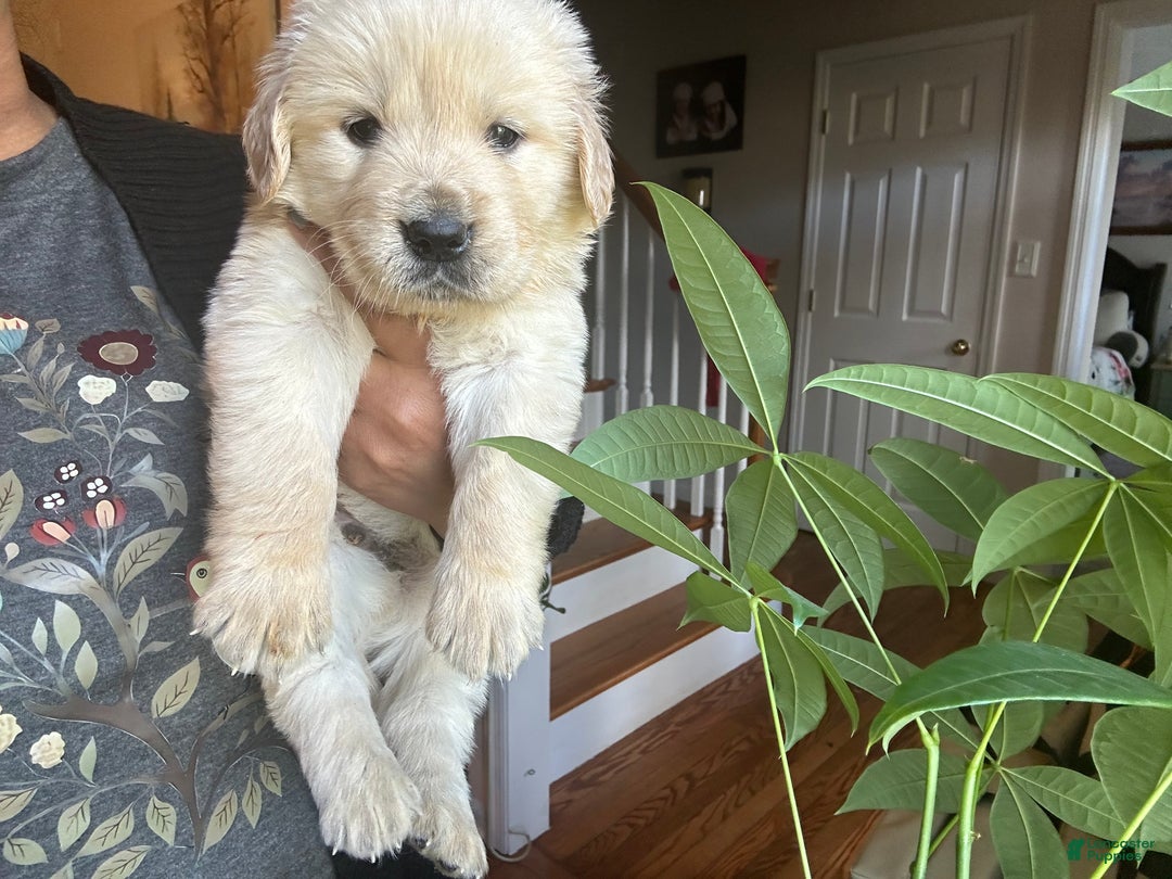 Golden Retriever dogs for sale: Golden  - Ad 2