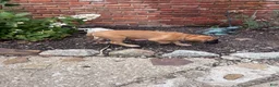English Mastiff dogs for sale: English Mastiff 1 - Ad 2