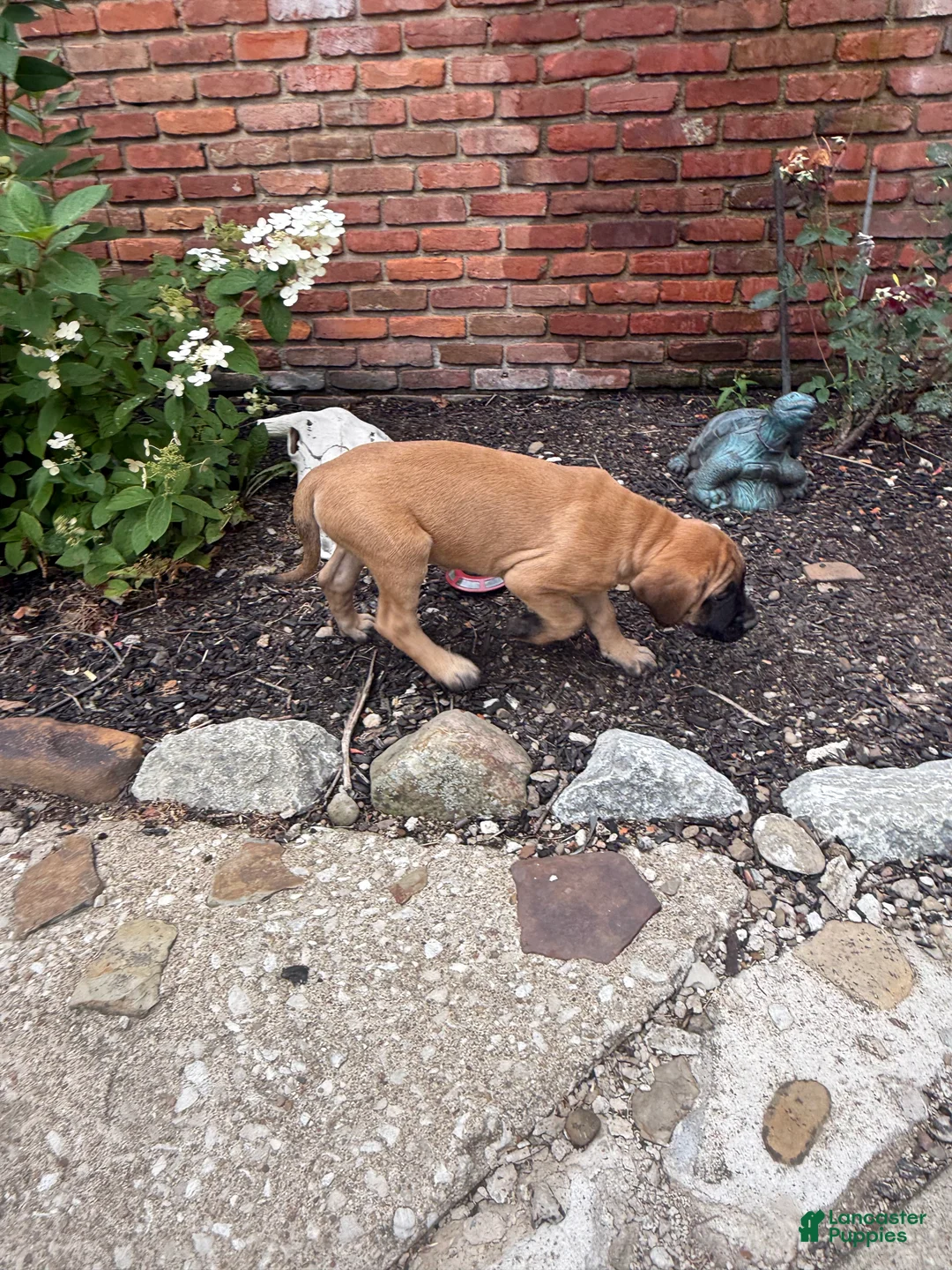 English Mastiff dogs for sale: English Mastiff 1 - Ad 2