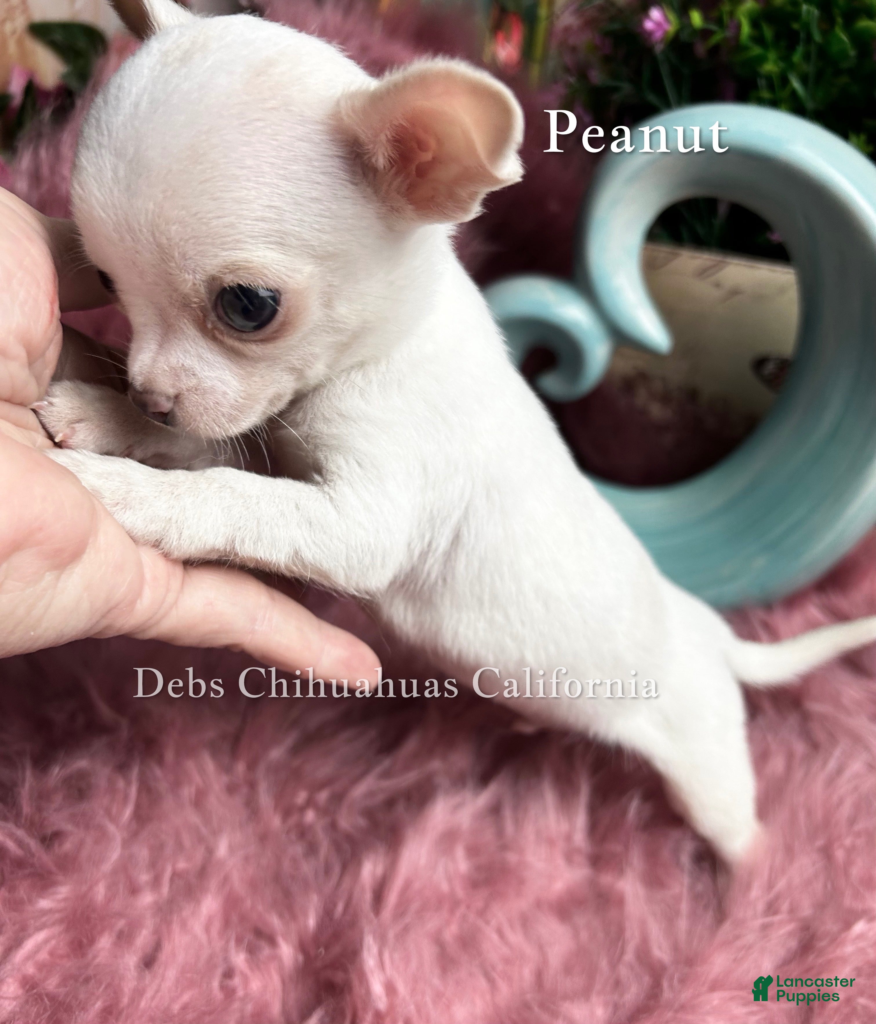 Chihuahua dogs Little PEANUT  - Ad 1