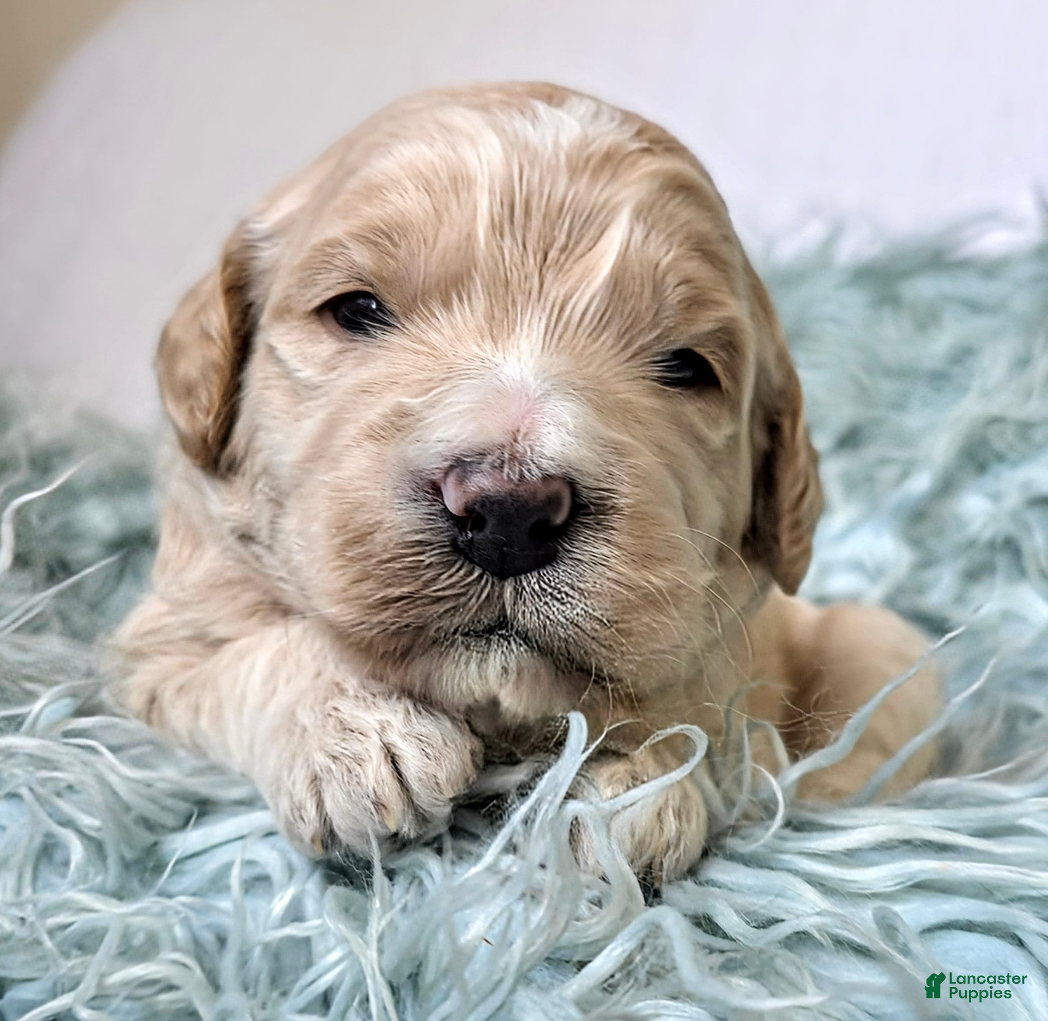 Mini Goldendoodle dogs Birch - Ad 1