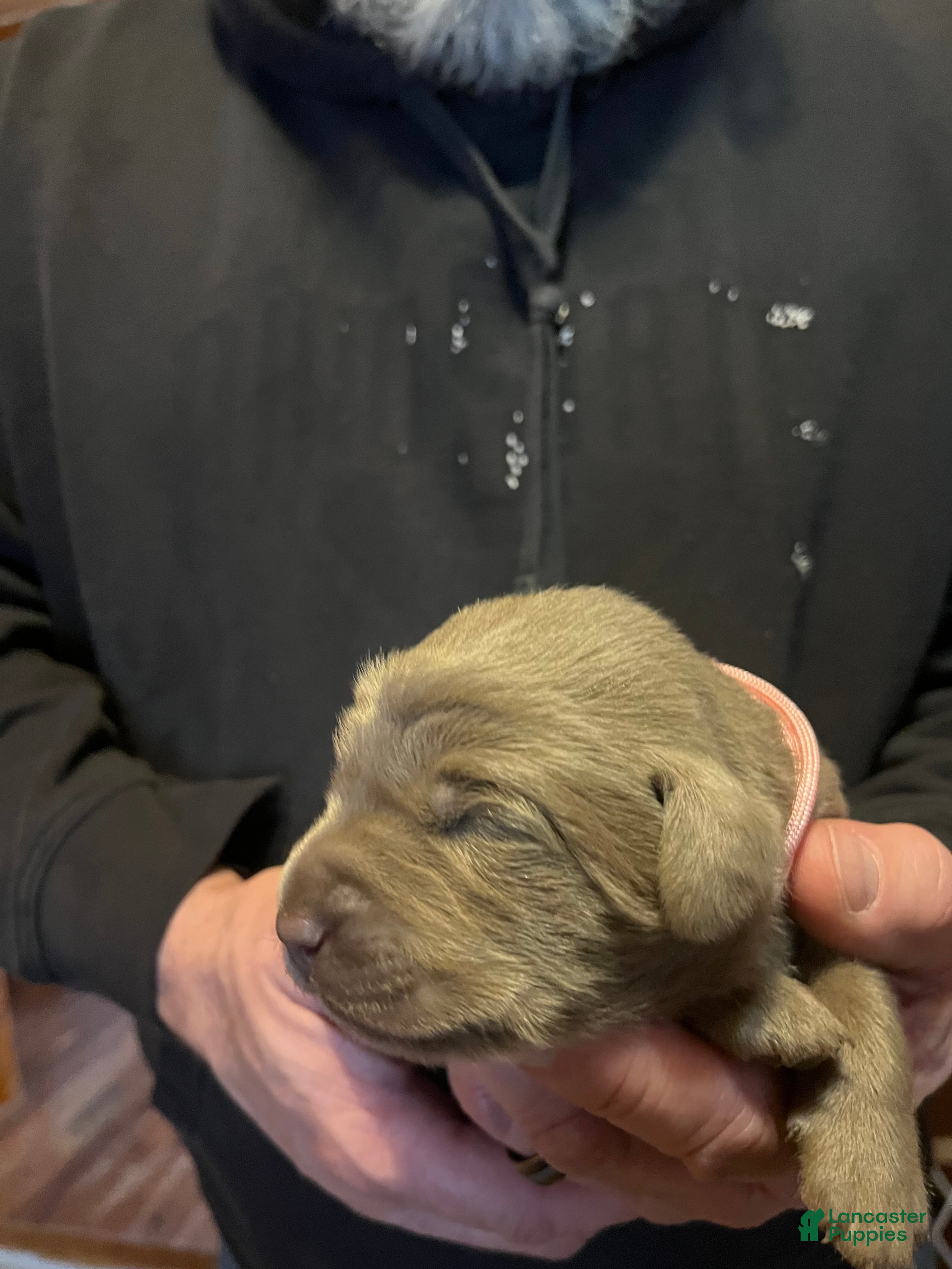 Labrador Retriever dogs Labrador Retriever Puppy 6 - Ad 33