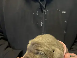 Labrador Retriever dogs Labrador Retriever Puppy 6 - Ad 4