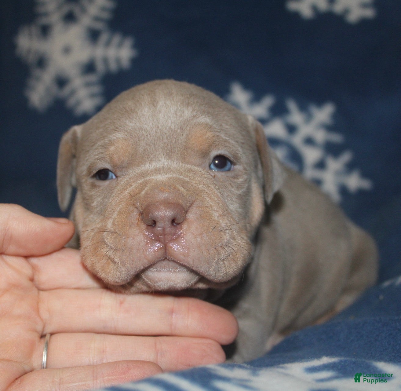 American Bully dogs Lykin - Ad 32