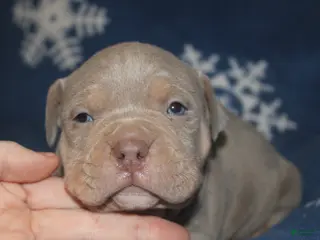 American Bully dogs Lykin - Ad 28