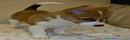 Mixed Breed dogs for sale: Callisto - Ad 5
