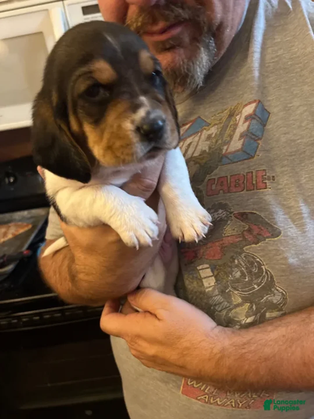 Basset Hound dogs for sale: Basset Hound 4-blue collar - Ad 2