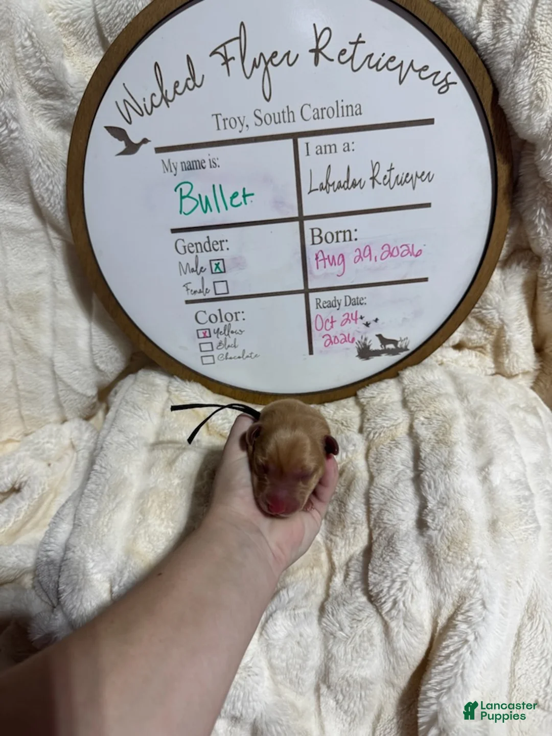 Labrador Retriever dogs for sale: Bullet - Ad 1