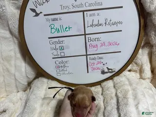 Labrador Retriever dogs Bullet - Ad 10