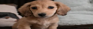 Dachshund Puppy 3
