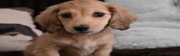 Dachshund dogs for sale: Dachshund Puppy 3 - Ad 1