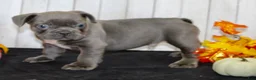 French Bulldog dogs for sale: Eric Male AKC French Bulldog - Ad 2