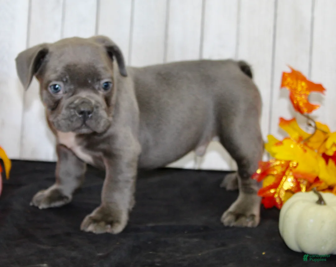 French Bulldog dogs for sale: Eric Male AKC French Bulldog - Ad 2