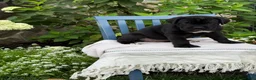 Cane Corso dogs for sale: Dottie - Ad 3