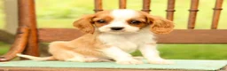 Cavalier King Charles Spaniel dogs for sale: Vinny - Ad 6