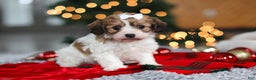 Cavachon dogs for sale: Sunshine  - Ad 1