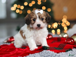 Cavachon dogs Sunshine - Ad 31