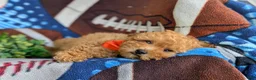 Toy Poodle dogs for sale: Norton 9 lbs Full Grown - Ad 6