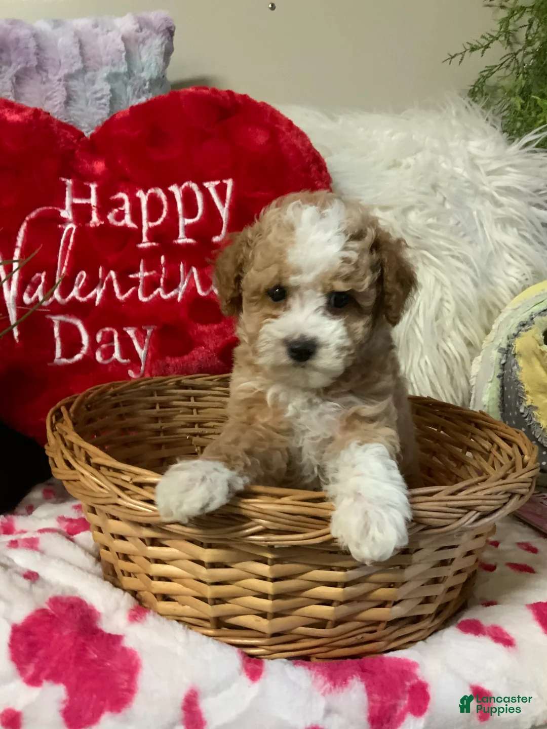 Gallery Image {{count}}