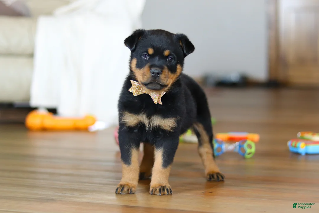 Rottweiler dogs for sale: Ace - Ad 3