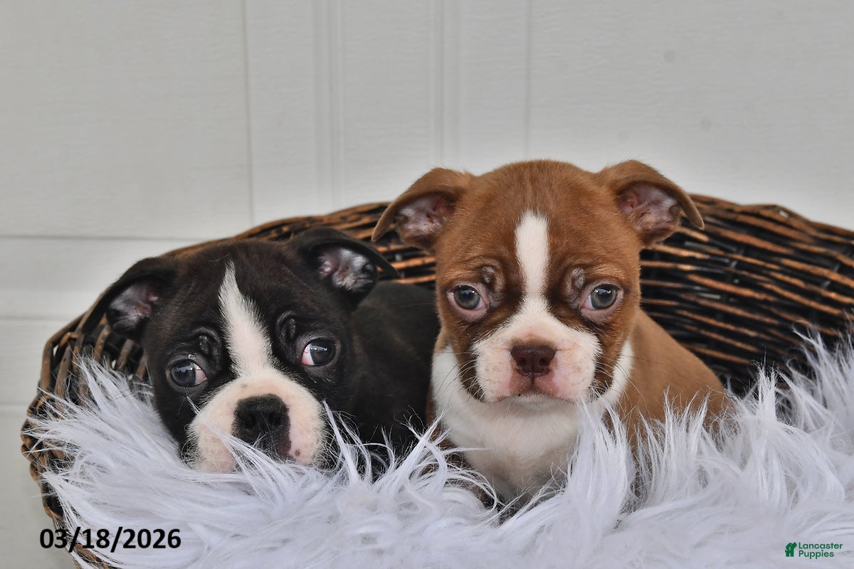 Boston Terrier dogs Jax - Ad 2